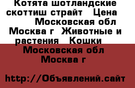 Котята шотландские скоттиш-страйт › Цена ­ 3 500 - Московская обл., Москва г. Животные и растения » Кошки   . Московская обл.,Москва г.